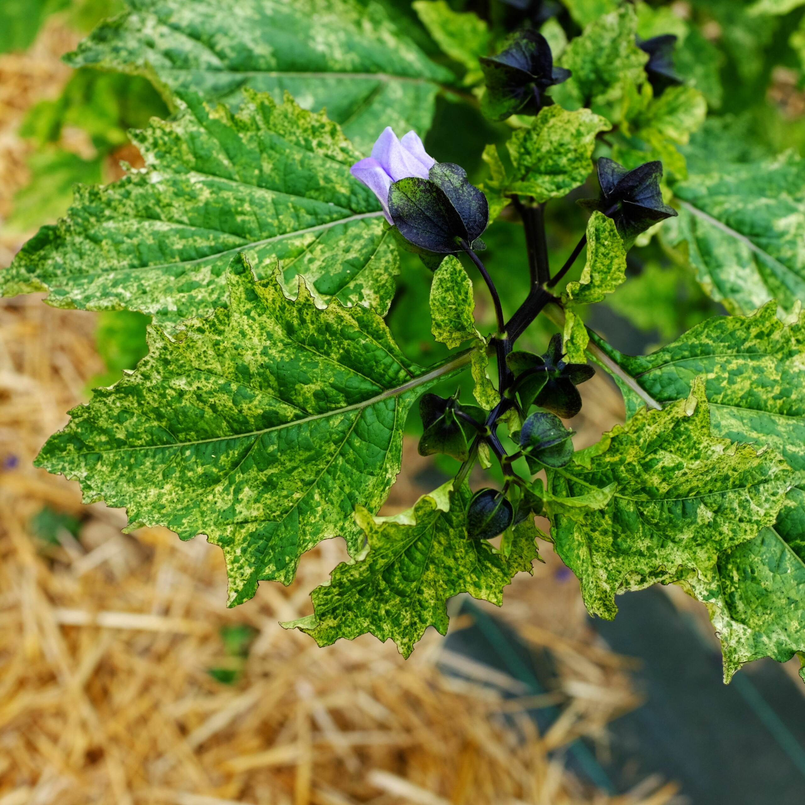 la-bo-te-graines-graines-fleurs-nicandra-variegata-bio-panach image 4