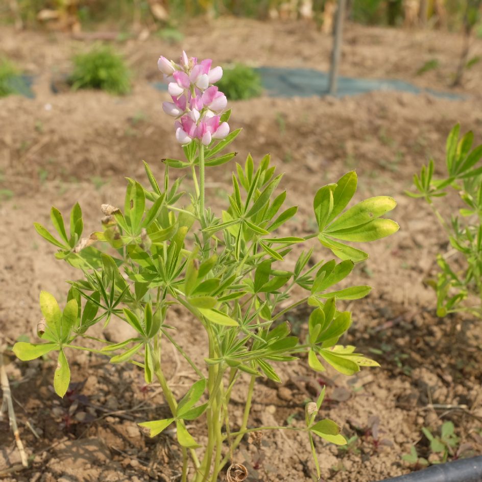 la-bo-te-graines-lupin-avalune-white-pink-graines-bio image 3