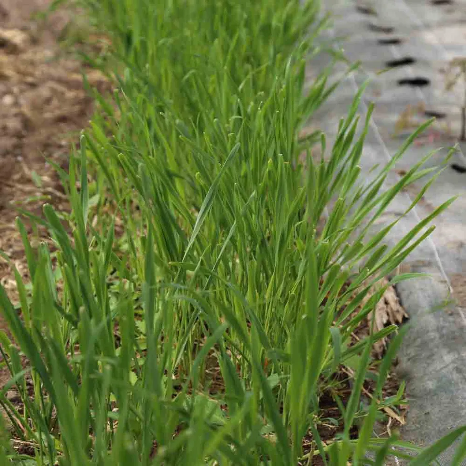 ferme-de-sainte-marthe-avoine-rude-graines-engrais-vert-bio-ab image 1