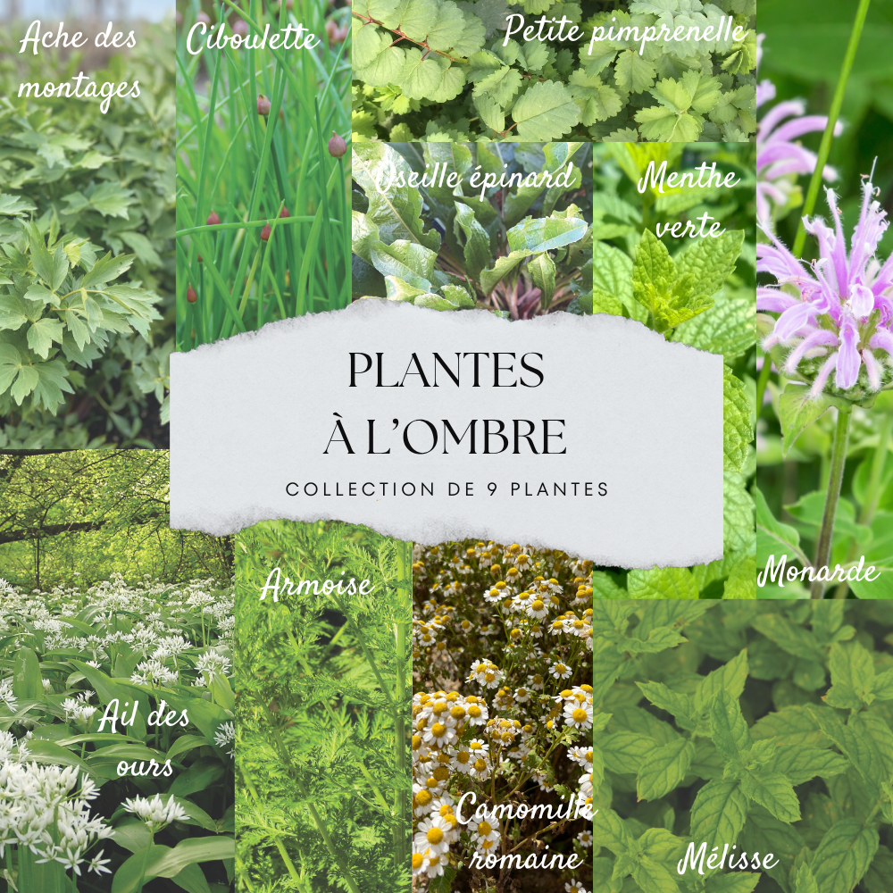 ferme-de-sainte-marthe-collection-9-plants-ombre-aromatiques-bio image 1