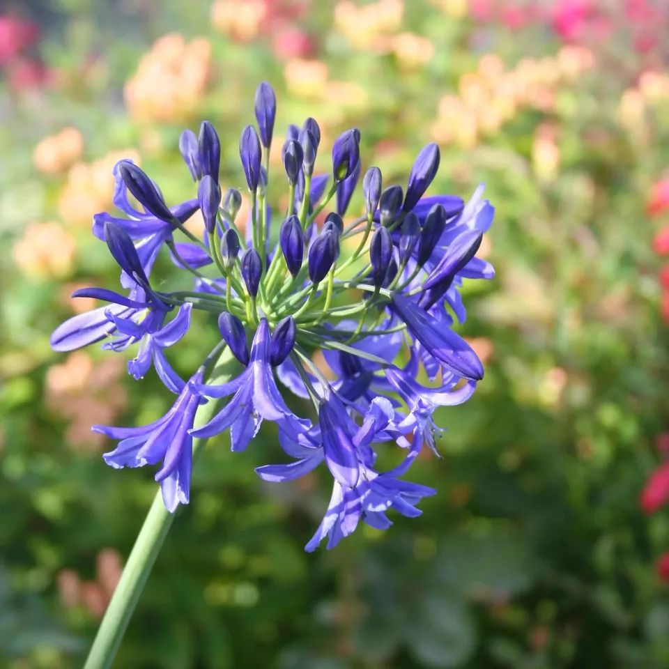 ferme-de-sainte-marthe-agapanthe-bleue-bulbe-fleurs-1-bulbe-80-cm image 1