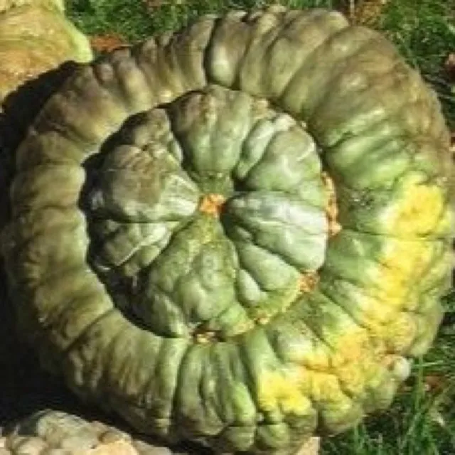 la-bo-te-graines-potiron-marina-di-chioggia-bio-graines image 1