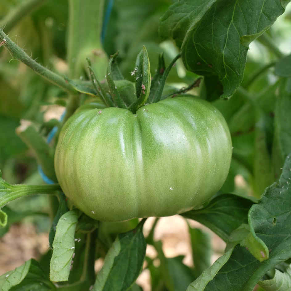 la-bo-te-graines-graines-l-gumes-tomate-russe-bio-charnue image 4