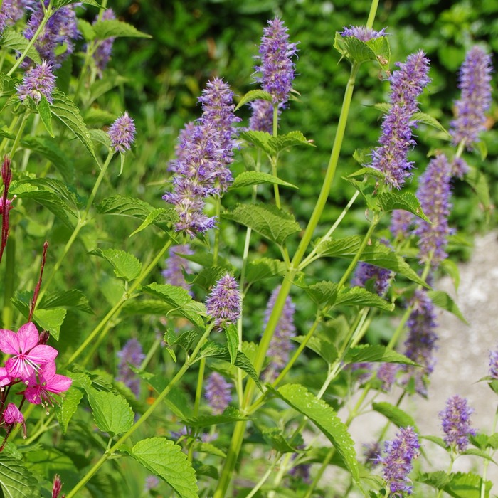 les-semences-de-l-ombelle-agastache-anis-e-bio-graines-aromatiques image 3
