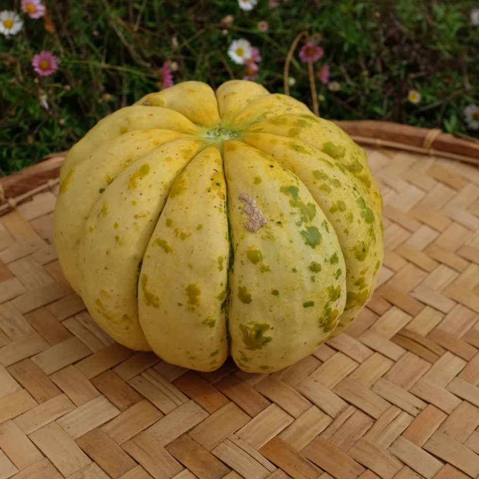la-bo-te-graines-melon-d-lice-de-la-table-bio-graines-sucr-es image 2