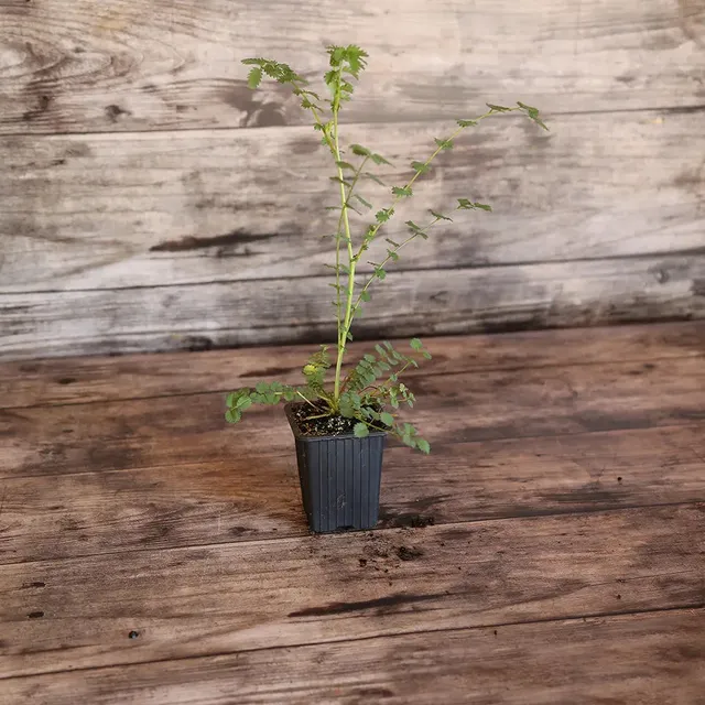 ferme-de-sainte-marthe-pimprenelle-plant-bio-vivace image 1