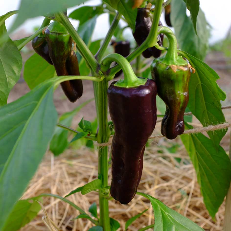 la-bo-te-graines-poivron-black-night-graines-l-gumes-bio image 5