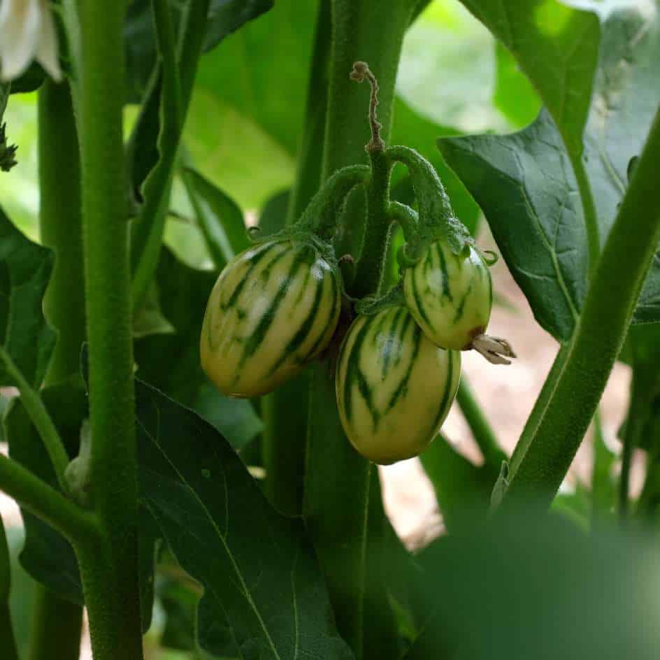 la-bo-te-graines-aubergine-striped-toga-graines-bio-africaine image 1