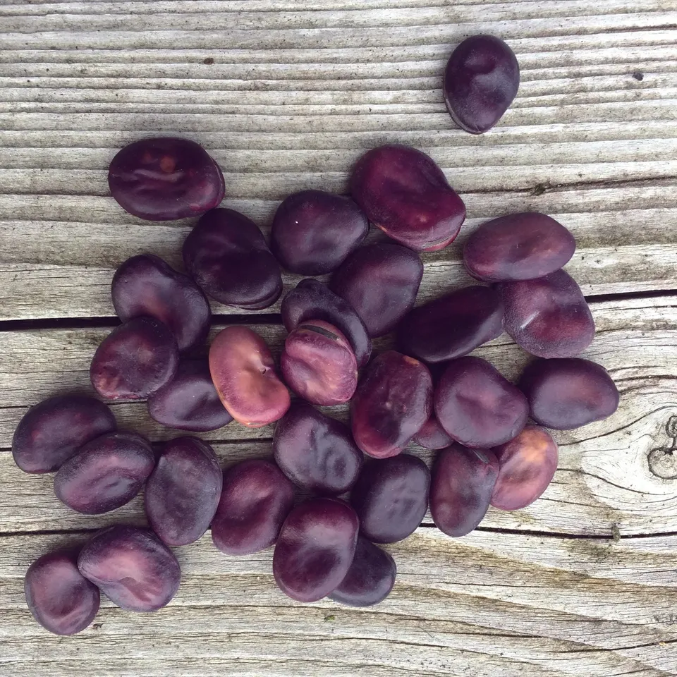 ferme-de-sainte-marthe-f-ve-grano-violetto-bio-extra-pr-coce image 1