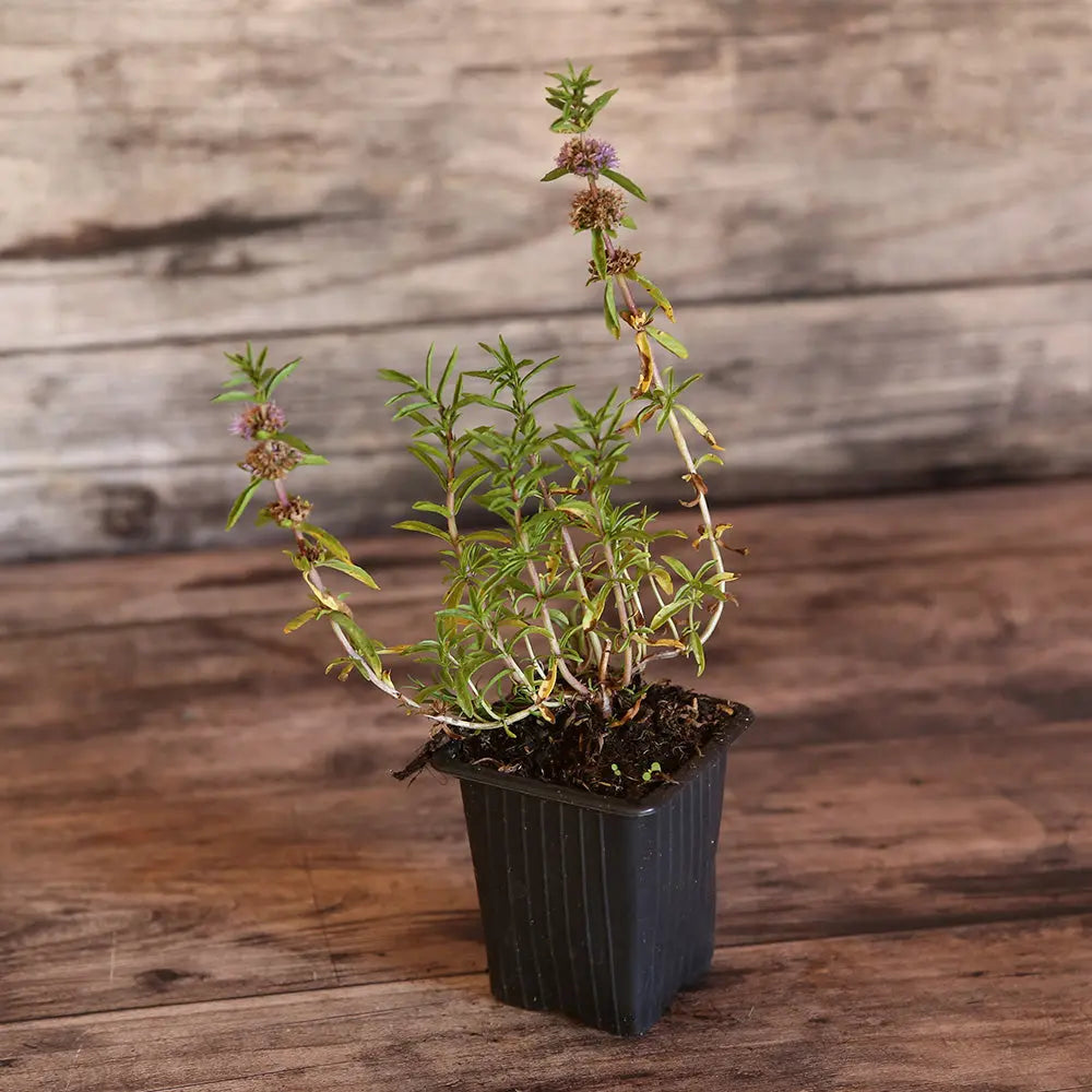 ferme-de-sainte-marthe-s-lection-menthes-l-eau-plants-aromatiques-bio image 3