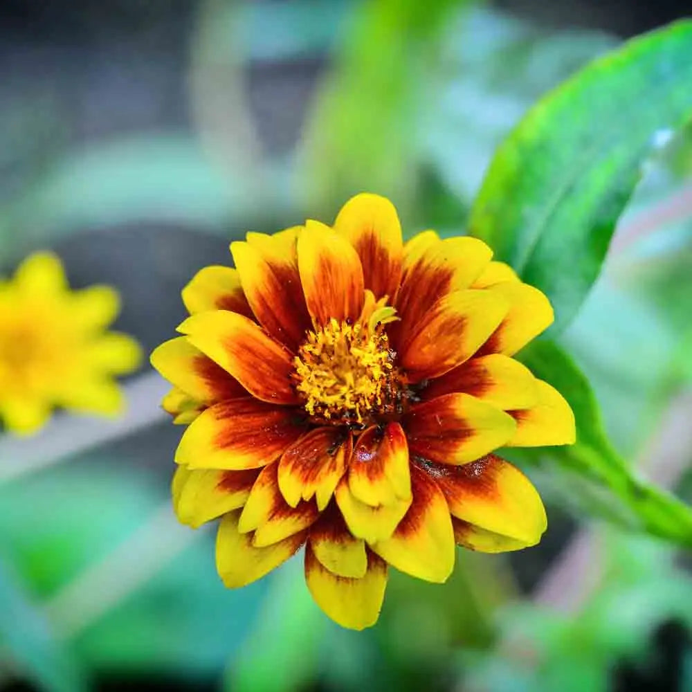 ferme-de-sainte-marthe-zinnia-tapis-persan-nt-graines-fleurs image 1
