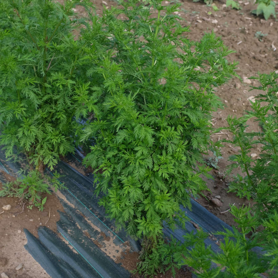 la-bo-te-graines-graines-fleurs-artemisia-annua-bio-m-dicinale image 3