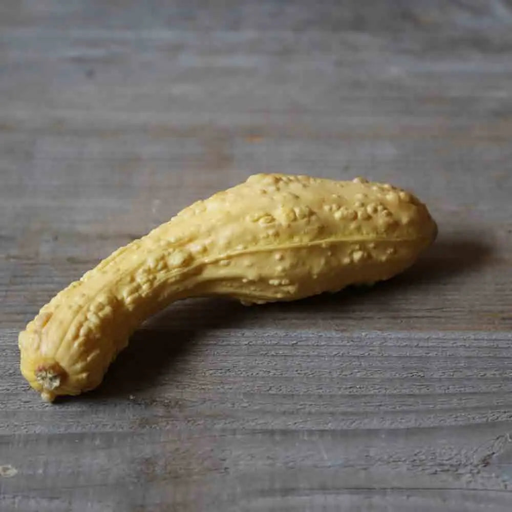ferme-de-sainte-marthe-courgette-pop-corn-plant-bio-jaune-non-coureuse image 2