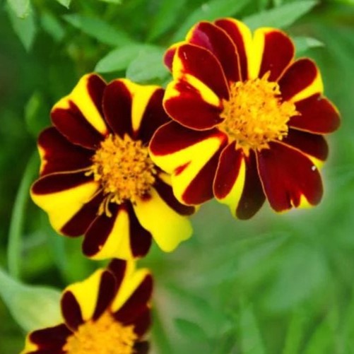 la-bo-te-graines-oeillet-d-inde-mr-majestic-graines-fleurs-bio image 1