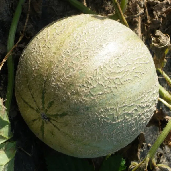 la-bo-te-graines-melon-troubadour-charentais-graines-bio-rond image 1