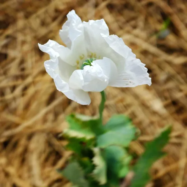 la-bo-te-graines-pavot-peshawar-bio-graines-fleurs-blanches image 1
