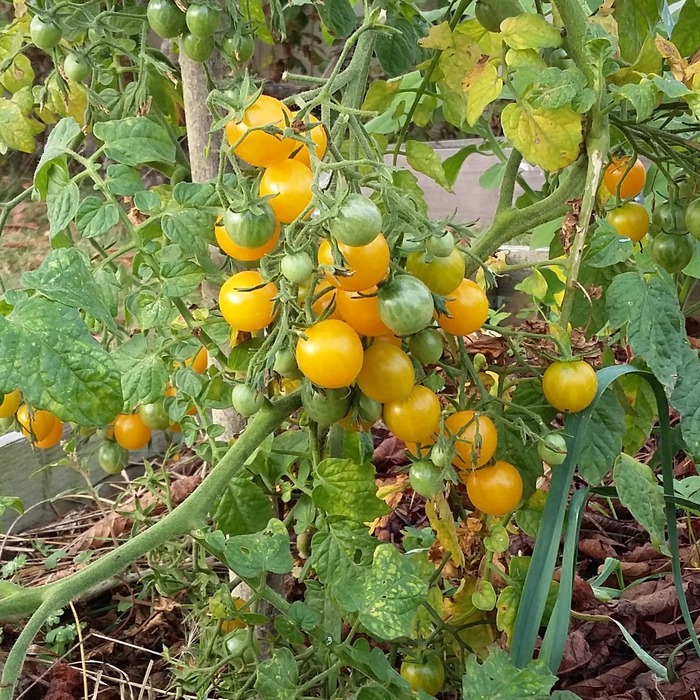 les-semences-de-l-ombelle-tomate-cerise-mille-fleurs-graines-bio image 3