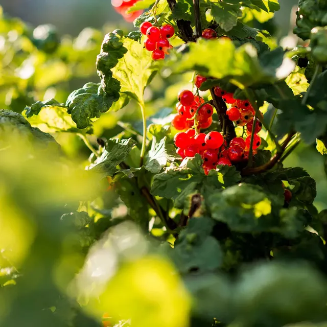 ferme-de-sainte-marthe-s-lection-haie-gourmande-plants-lot-6-fruitiers image 1