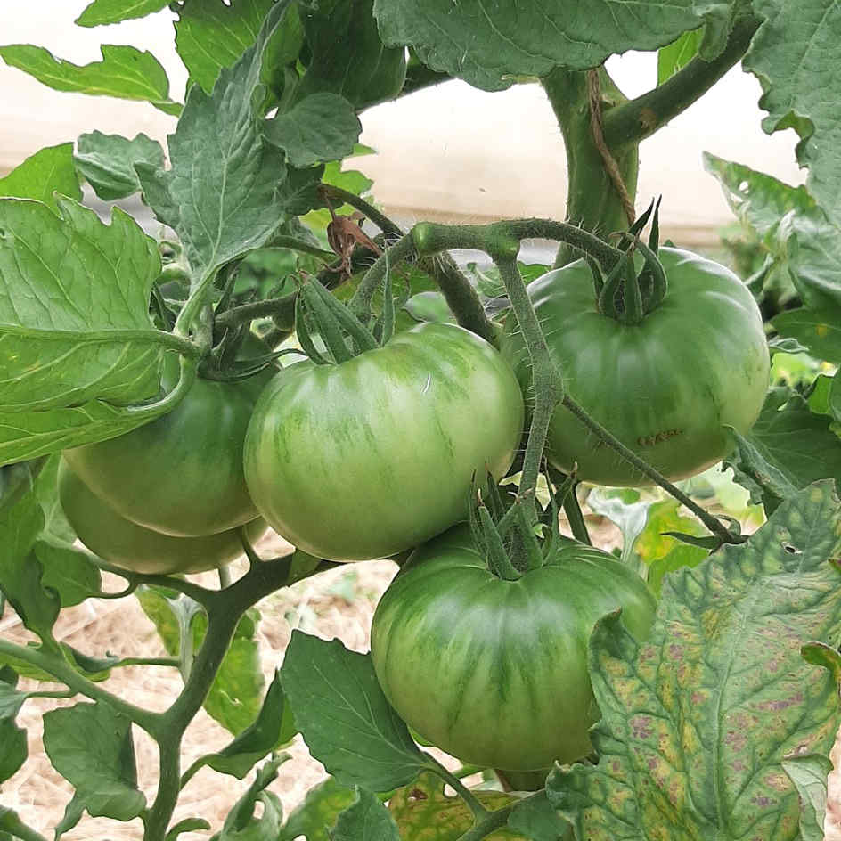 la-bo-te-graines-tomate-savignac-graines-l-gumes-bio-rose image 3
