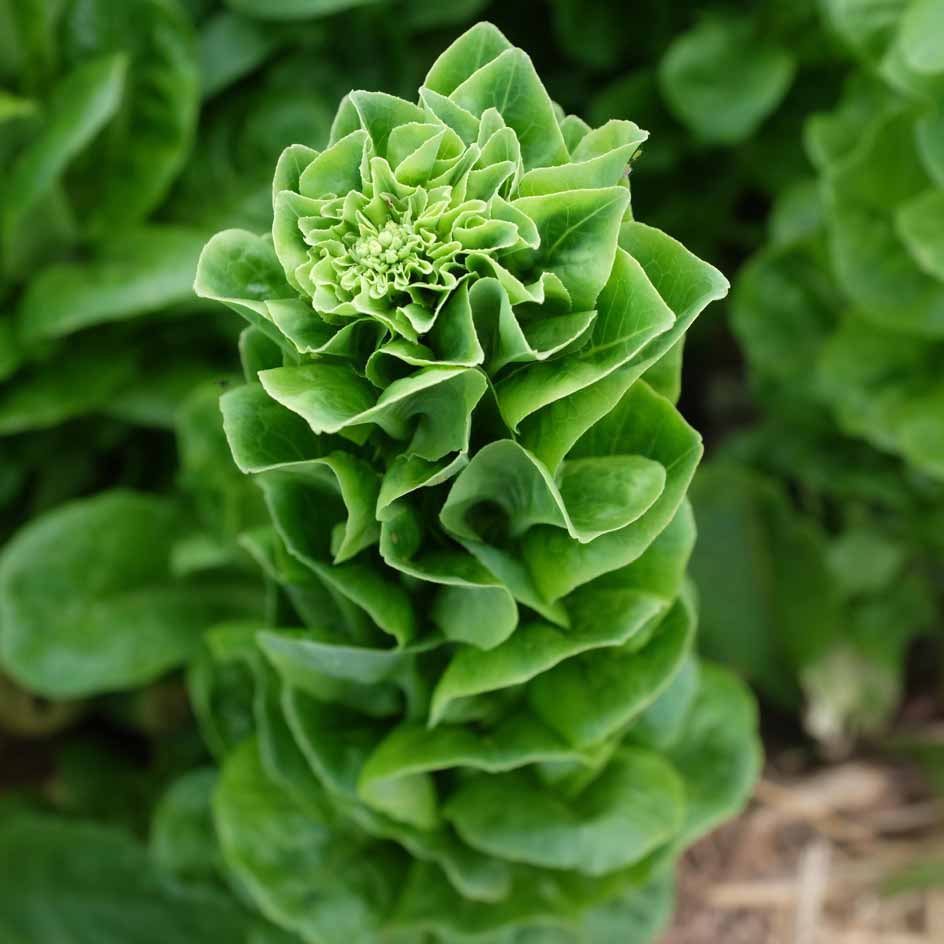 la-bo-te-graines-graines-l-gumes-laitue-sucrine-bio-croquante image 4