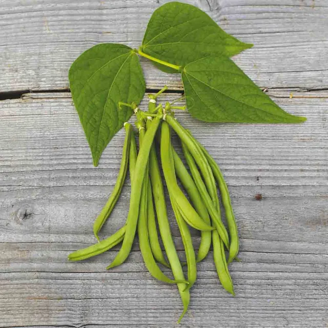 ferme-de-sainte-marthe-haricot-nain-la-victoire-graines-bio-sachet image 1