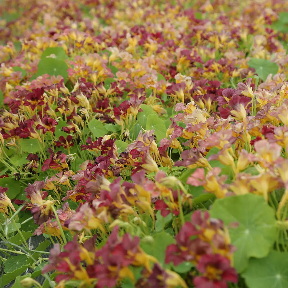 ferme-de-sainte-marthe-capucine-purple-emperor-graines-fleurs-bio image 1