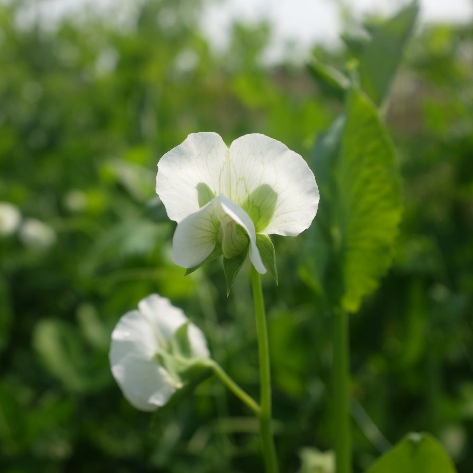 la-bo-te-graines-graines-l-gumes-serpette-guilloteaux-graines-pois-bio image 2