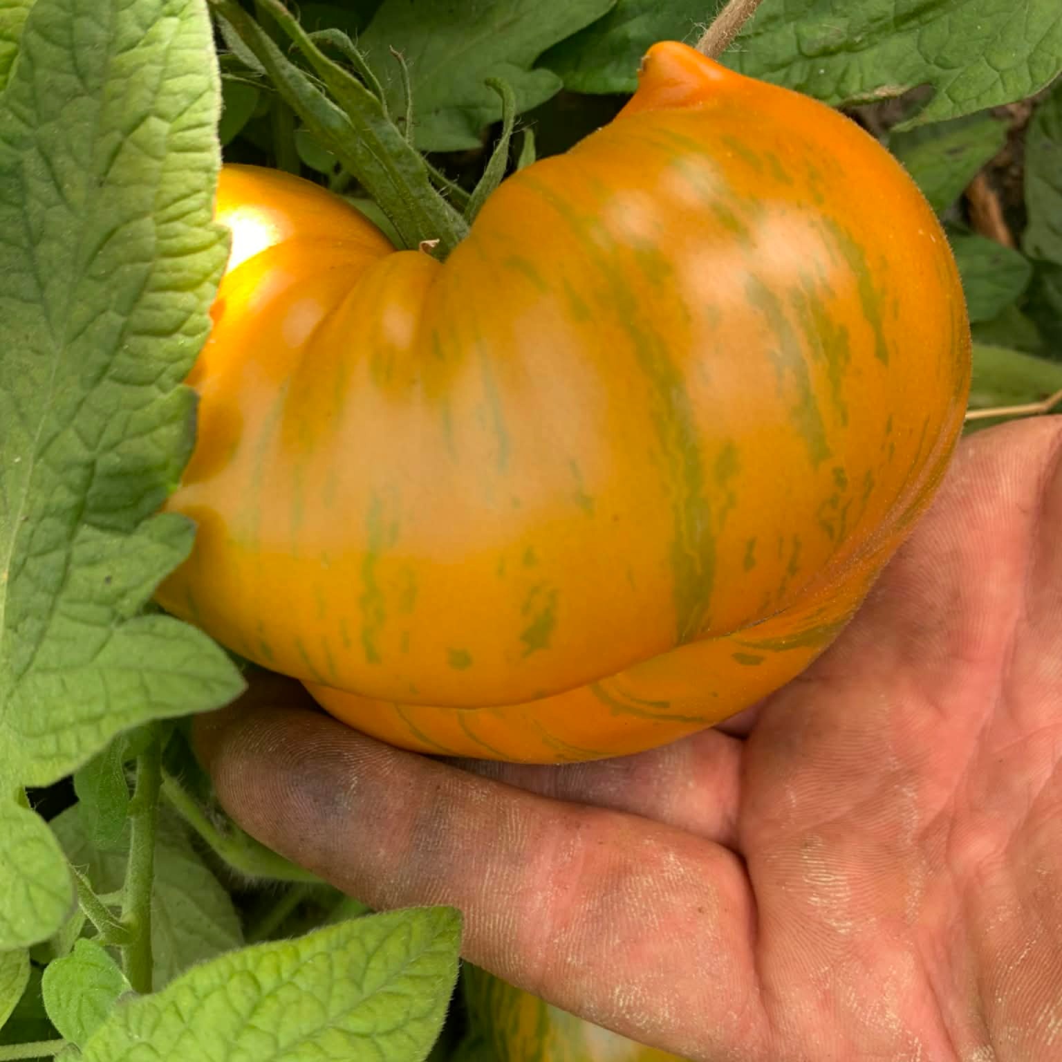 les-semences-de-l-ombelle-jipaulia-graines-de-tomate-bio image 1