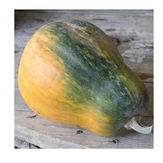 graines-bocquet-courge-sucrine-du-berry-graines-potag-res-2-g image 1