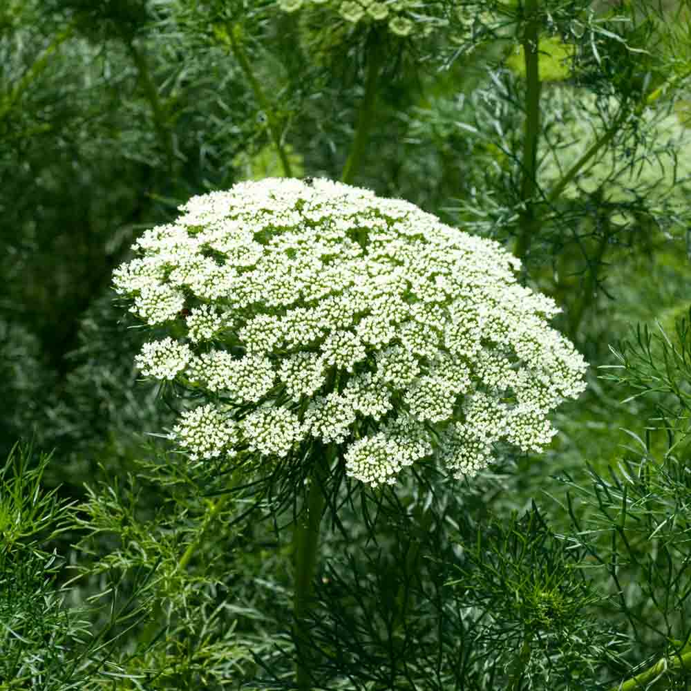 ferme-de-sainte-marthe-ammi-graines-de-fleurs-bio-blanches-sachet image 1