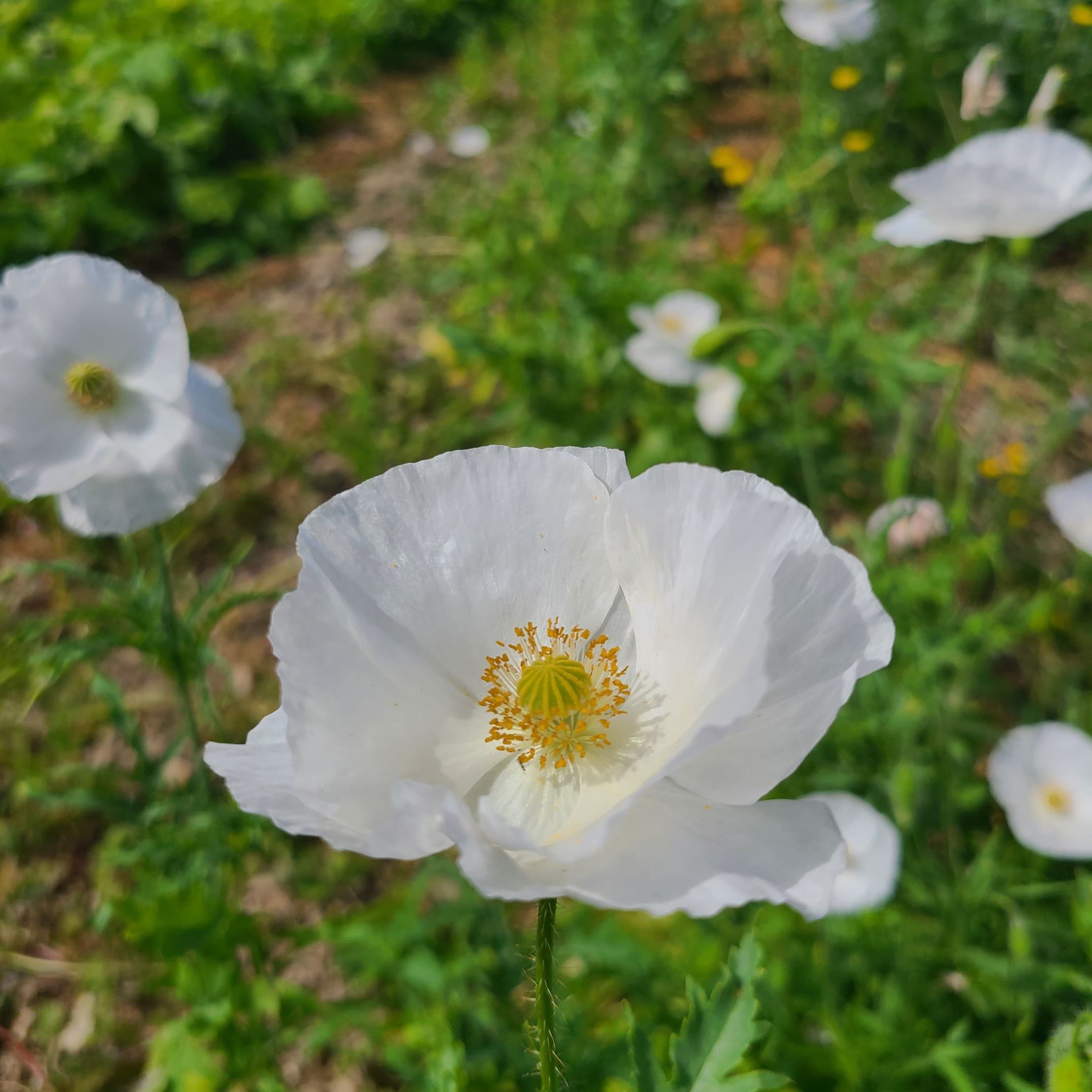 les-semences-de-l-ombelle-coquelicot-blanc-bio-graines-fleurs image 2
