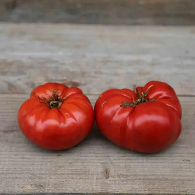 ferme-de-sainte-marthe-tomate-beefsteak-graines-bio-sachet-chair-ferme image 1