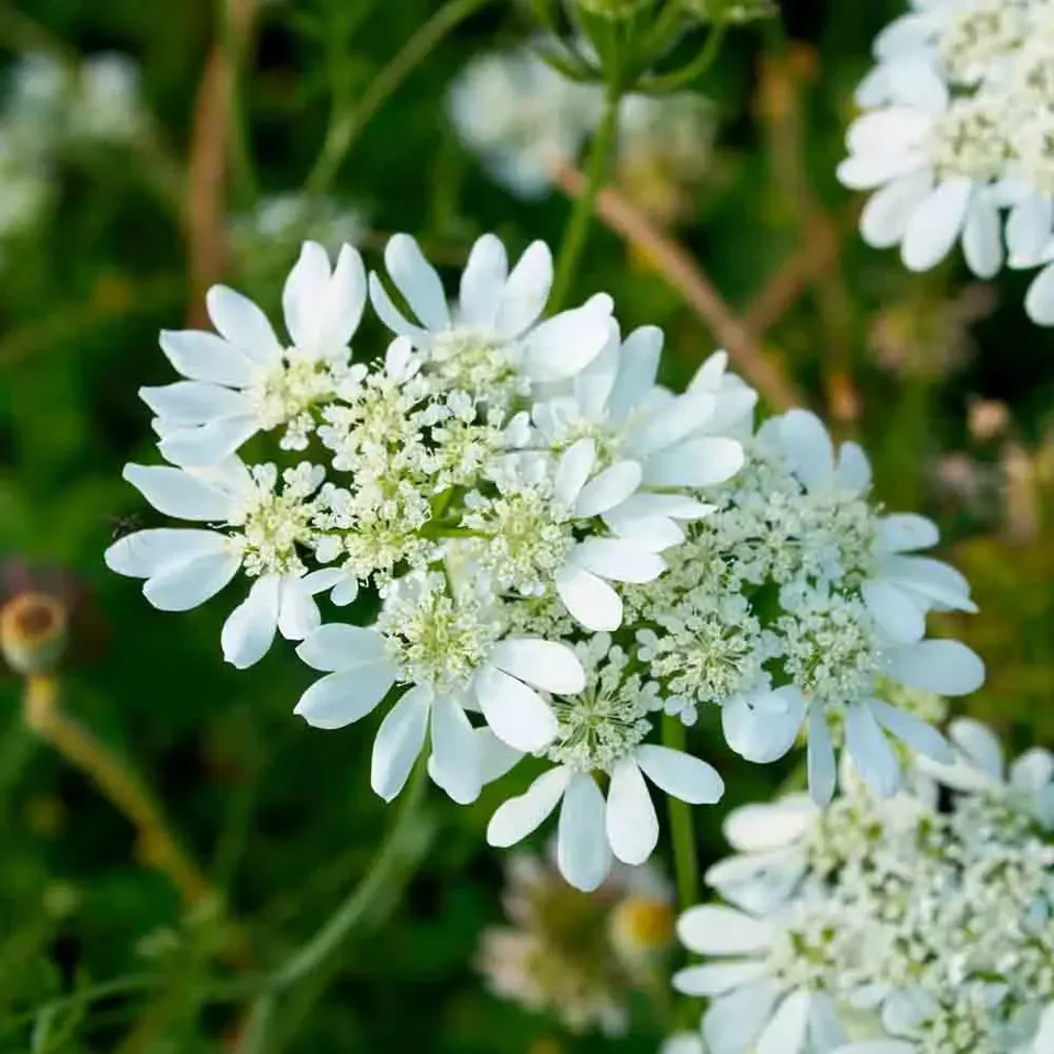 ferme-de-sainte-marthe-orlaya-grandes-fleurs-graines-bio-blanches image 1