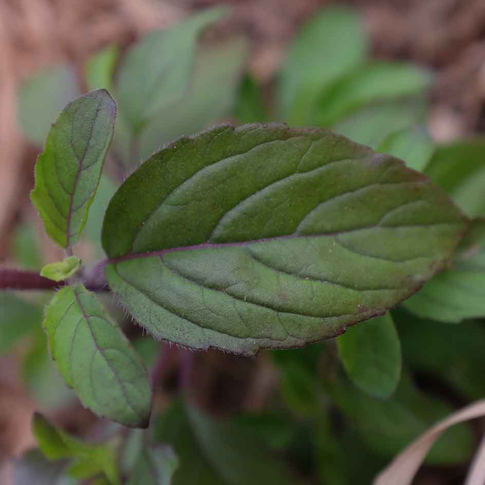la-bo-te-graines-basilic-sacr-amma-graines-aromatiques-infusion image 4