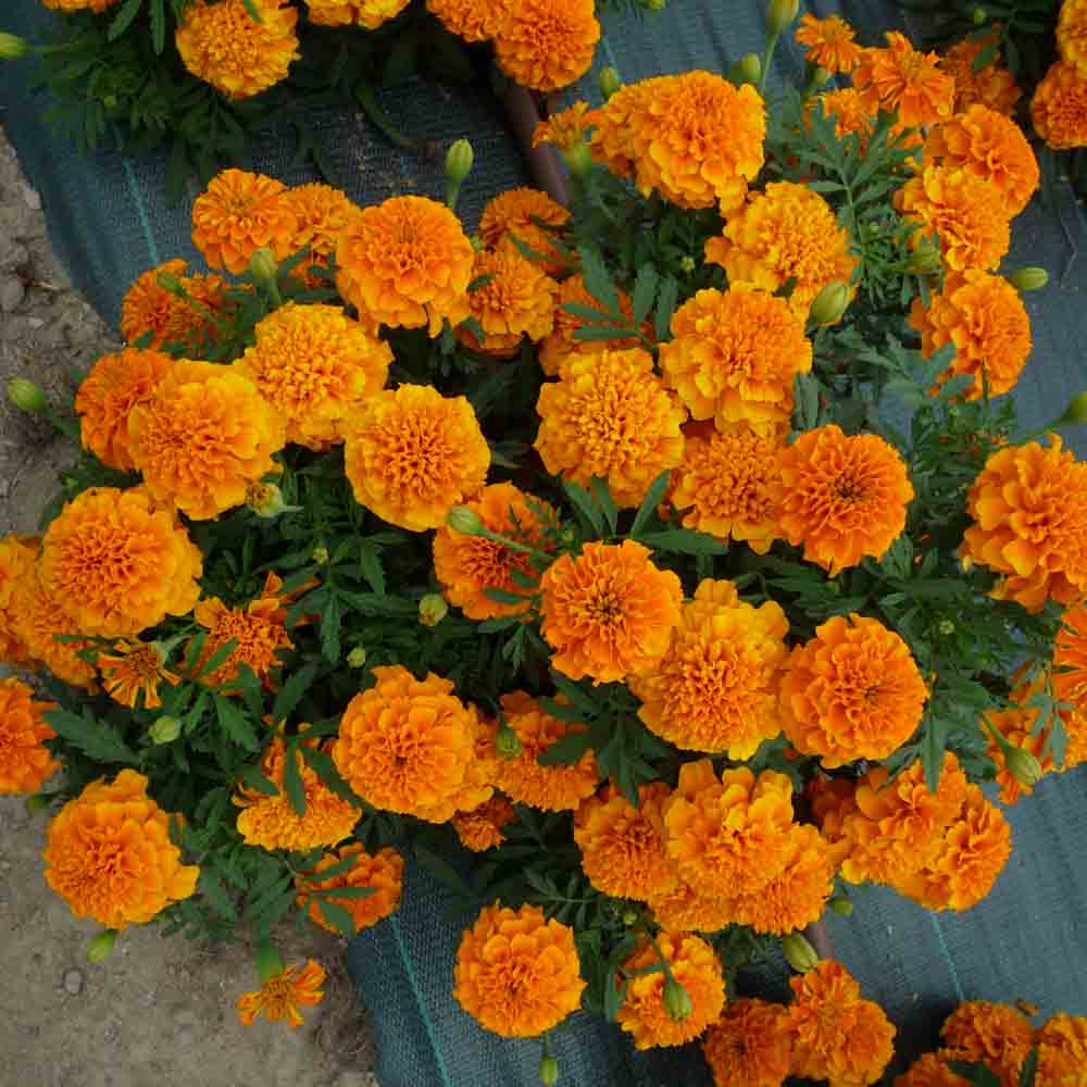 ferme-de-sainte-marthe-tagetes-erecta-illet-d-inde-graines-bio image 1