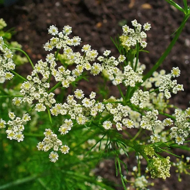 la-bo-te-graines-cumin-des-pr-s-carvi-bio-graines-aromatiques-anis image 1