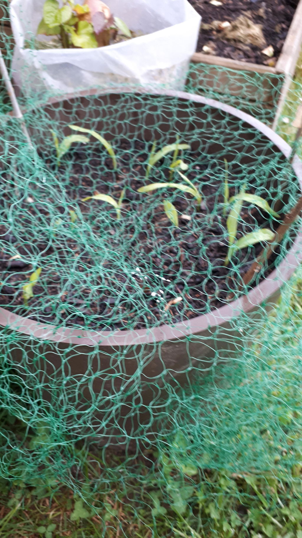 Plante curieuse