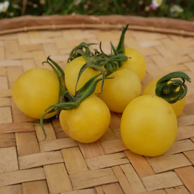 la-bo-te-graines-white-cherry-graines-tomate-cerise-bio image 1