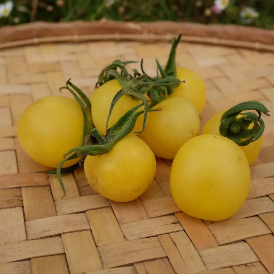 la-bo-te-graines-white-cherry-graines-tomate-cerise-bio image 1