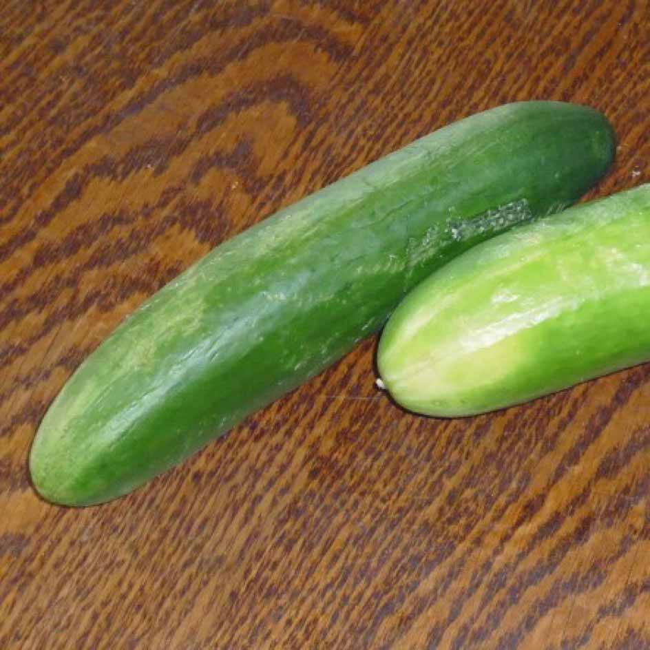 la-bo-te-graines-la-diva-graines-concombre-bio image 1