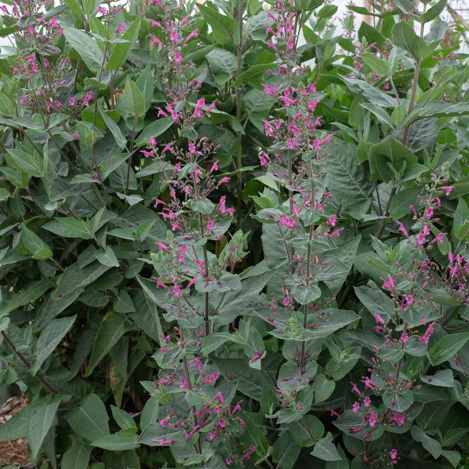 la-bo-te-graines-lepechinia-hastata-bio-graines-fleurs-vivace image 2
