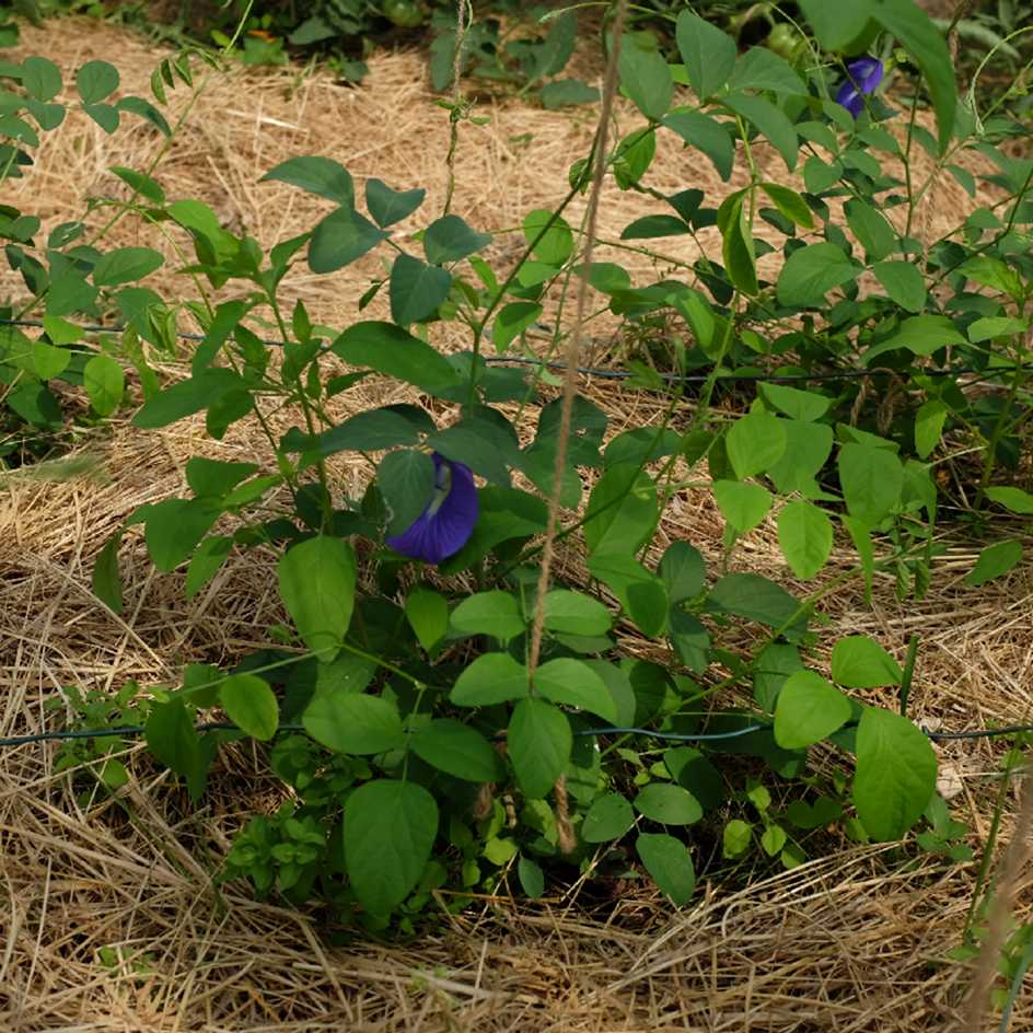 la-bo-te-graines-clitoria-ternatea-graines-fleurs-bleue-grimpante image 5