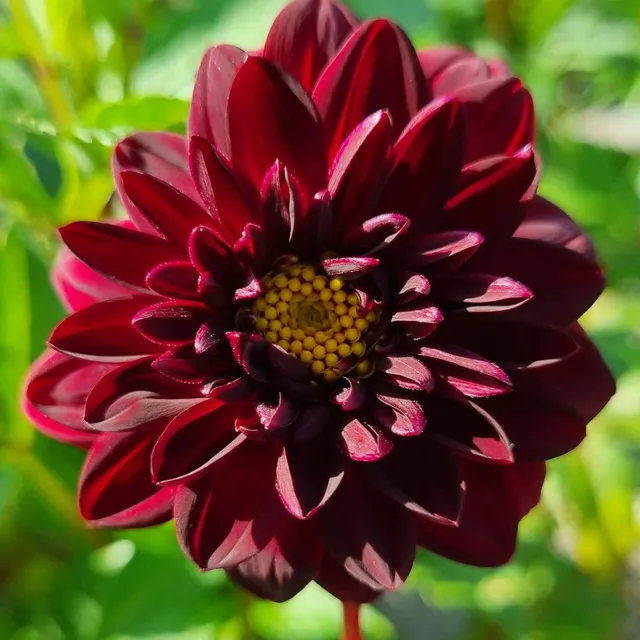 ferme-de-sainte-marthe-arabian-night-bulbe-dahlia-rouge-noir-bio image 1