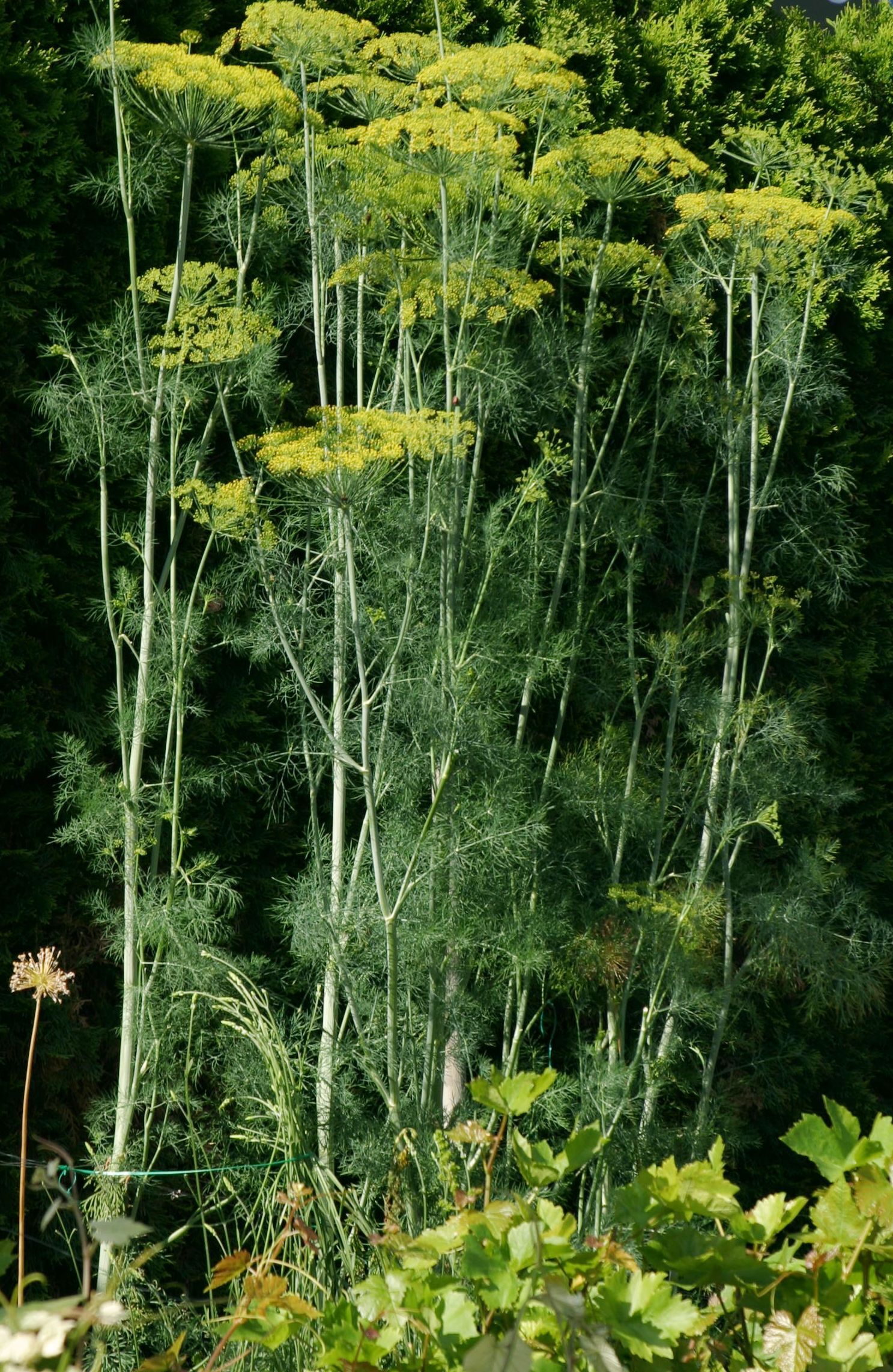 la-bo-te-graines-graines-l-gumes-fenouil-officinale-bio-comestible image 1