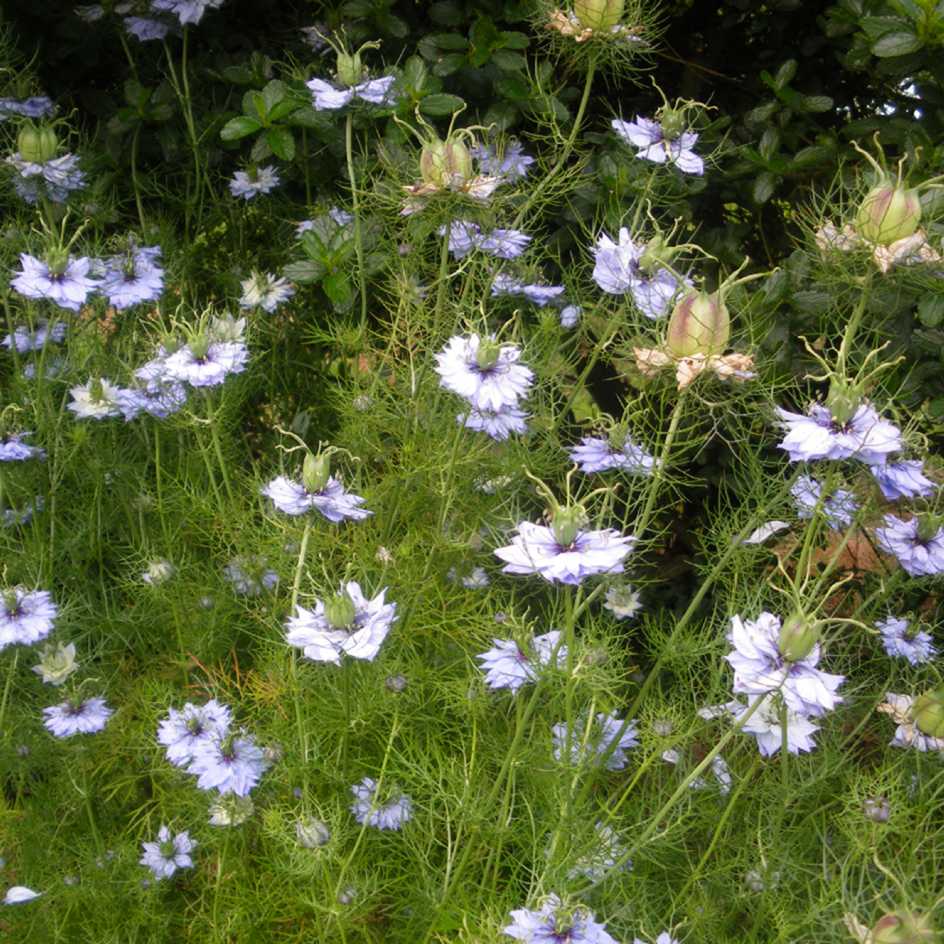la-bo-te-graines-nigelle-de-damas-mix-bio-graines-fleurs image 3