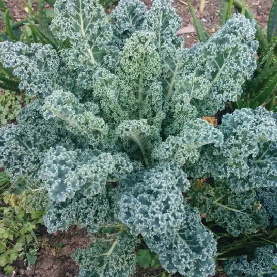 ferme-de-sainte-marthe-chou-kale-blue-scotch-graines-bio-sachet image 1