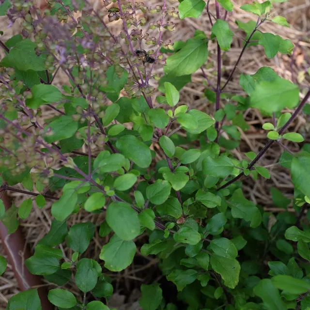 la-bo-te-graines-basilic-sacr-amma-graines-aromatiques-infusion image 1