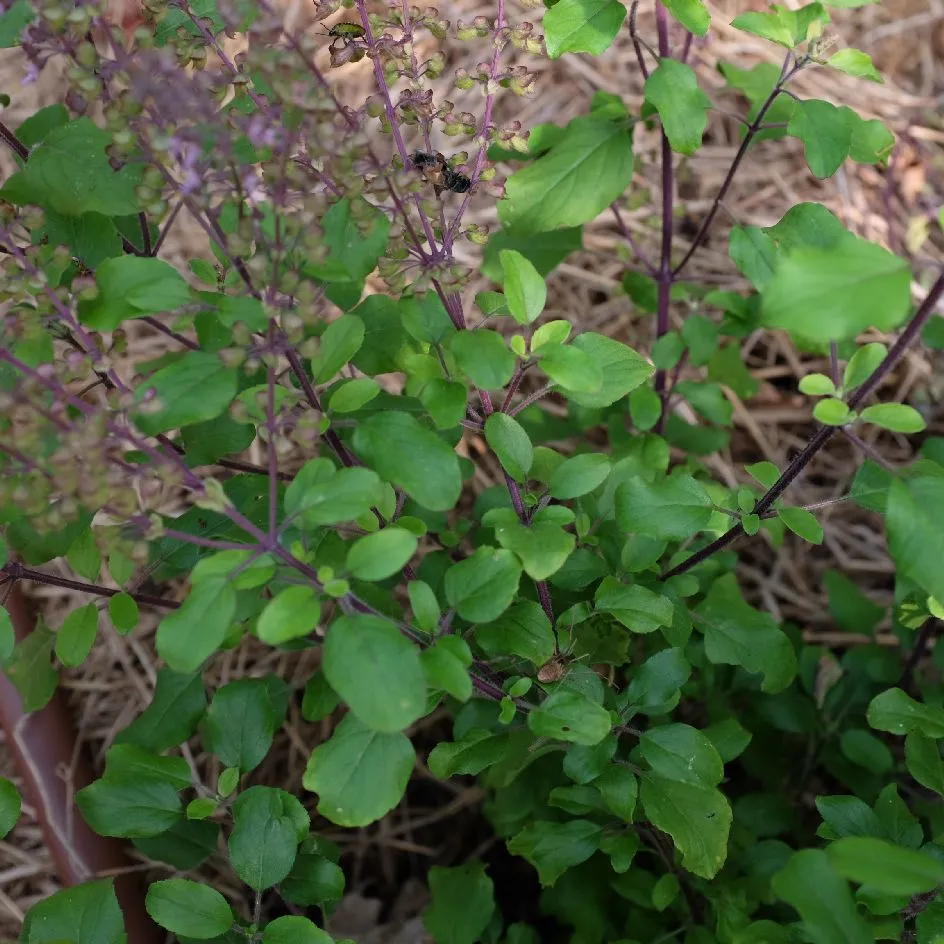 la-bo-te-graines-basilic-sacr-amma-graines-aromatiques-infusion image 1