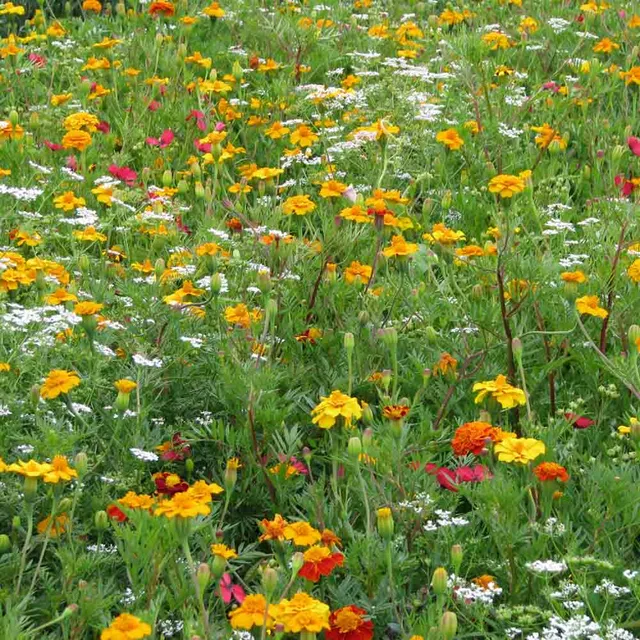 ferme-de-sainte-marthe-m-lange-fleuri-anti-pucerons-5g-non-trait image 1