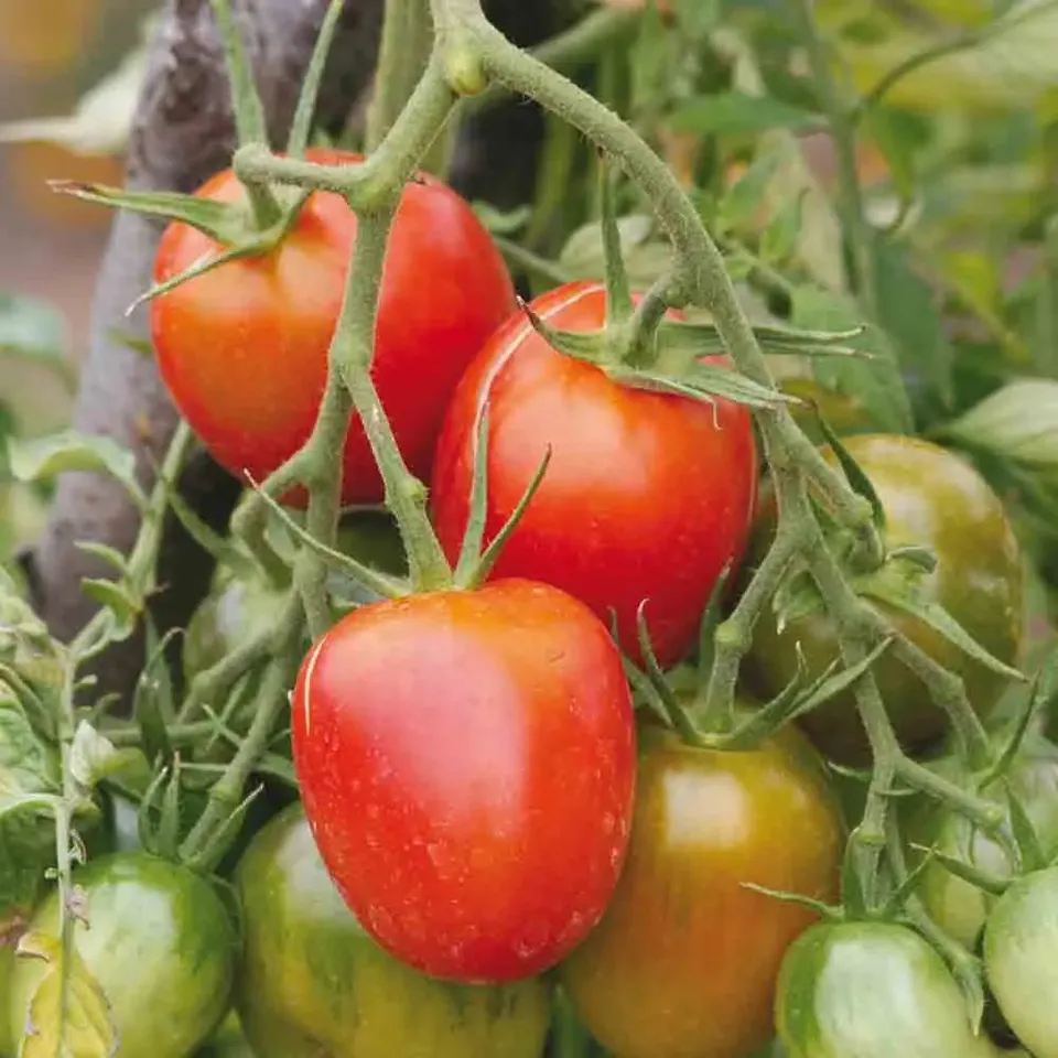 ferme-de-sainte-marthe-tomate-de-berao-graines-bio-roma-pr-coce image 1